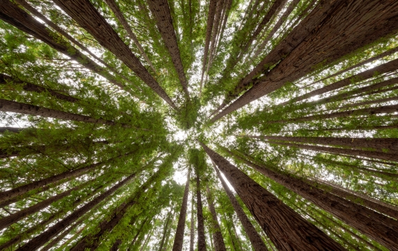 Eucalipto tratado: madeira renovável, ecológica e versátil